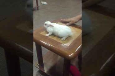 Cute rabbits