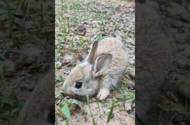 RABBIT#cute rabbits#rabbits farming#kerala