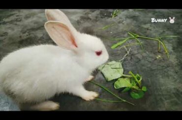 Bunny Eating Grass on his Breakfast 🔥। Bunny The Super Star ⭐ 😍।