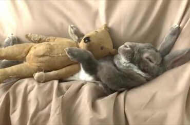Photographing a Snuggled Up Bunny