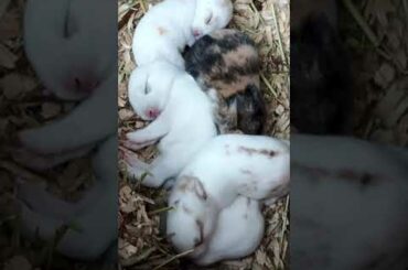 Day 10 baby Bunnies