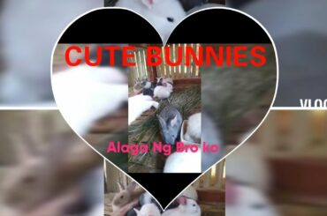 Cute Little Baby Bunnies || 12 Bunnies ||Lorielyn Vlogs