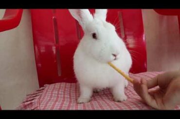 Tavşan Krakeri Çok Sevdi , Sevimli Tavşan , Baby Rabbit Videos