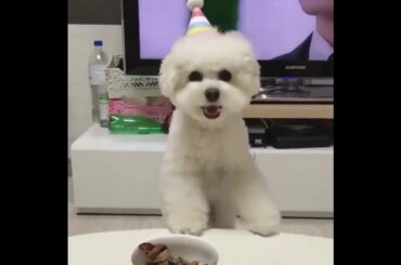 Cute Funny Baby Animals !! :D
