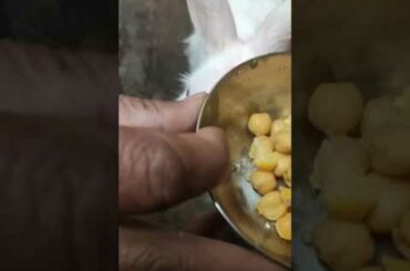 Chole ke mamle me mujhse ulajhna nahi 🐇 | rabbit eating chole