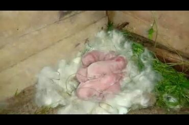 New Born Baby RABBIT ... FIVE LITTLE MUNCHKINS