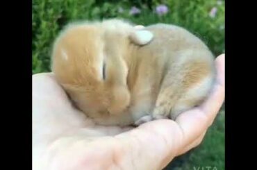 Cute baby animal video || Animal Collections
