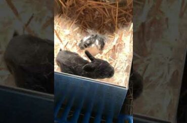 Cute Baby Bunnies Video #1