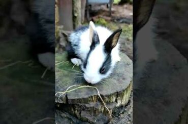cute baby rabbit..