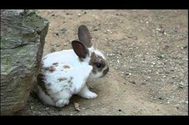 #05 Cute baby Domestic Rabbit.かわいいカイウサギの赤ちゃん。