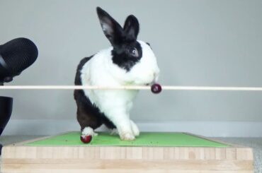 Rabbit falling over - ASMR fail!