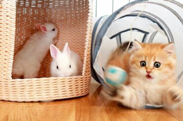 Kittens named Pixel and Garfield play along with little rabbits