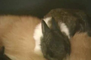 Cat adopts a baby rabbit