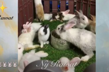Facts about rabbits  Raising and feeding rabbits bunny video 2020🐰🐰