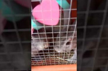 Cute rabbits