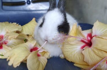 Baby Rabbit eating hibiscus flowers 🌺🐇