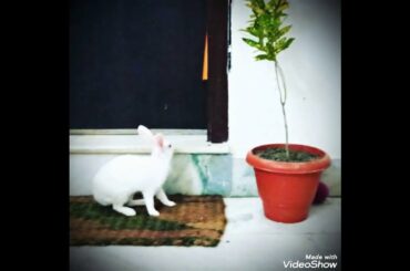 My cute Bunny photos .