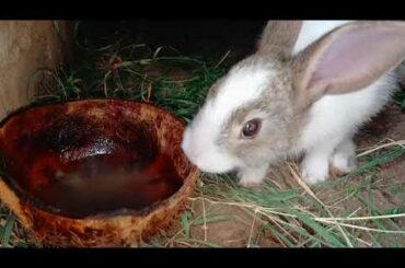 cute Rabbit