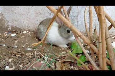 scared Bunny cute reaction