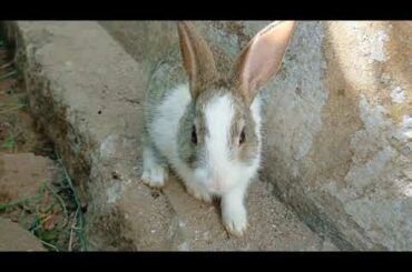 My Rabbit