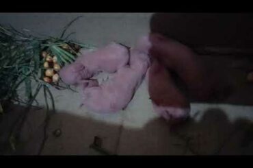 New  Cute  Rabbit babies  born