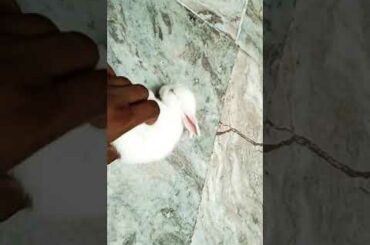 Baby of rabbit so cute