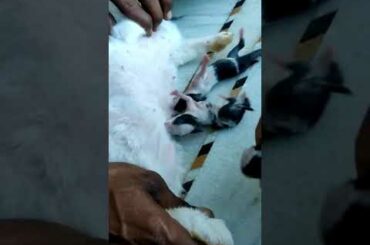 cute  baby of rabbit drinking milk