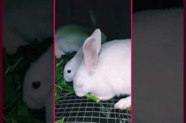 Cute #Bunnies #Rabbit