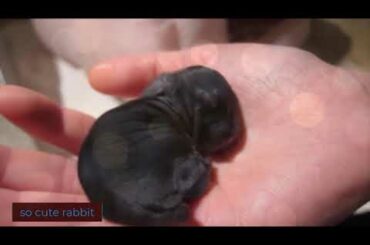 Thỏ con siêu đáng yêu / so cute baby rabbit