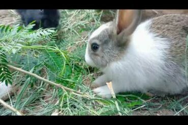 Cute Bunny 🐰 Rabbit Eating time time