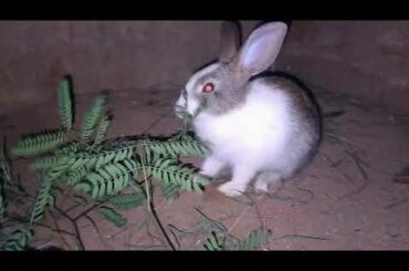My cute BUNNY cute Movements