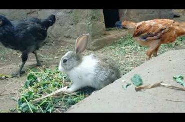 My adopted Bunny got New friends