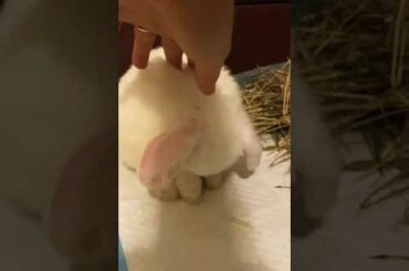Cute Baby Bunny Mochi’s grooming routine