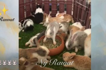 Cute baby rabbit Videos 2020  Raising and feeding rabbits 🐰🐰