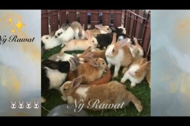 Baby rabbit name Raising and feeding rabbits Video 2020