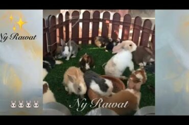 White rabbit breeds Raising and feeding rabbits 🐰🐰