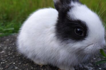 Baby rabbit 🐇 bunny 🐇