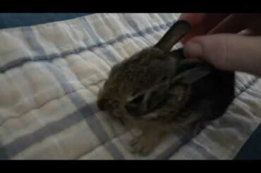 Tiny baby bunny
