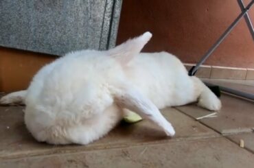 Cute rabbit dreaming