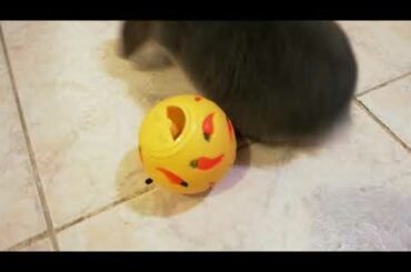 Baby Bunny and the food ball