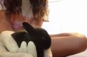 Awwwww baby bunnies 🐰
