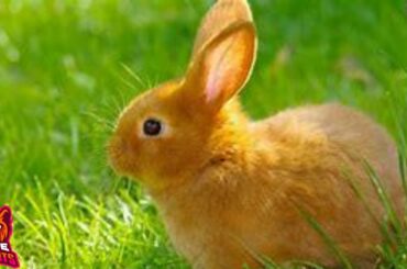 BABY RABBIT COMPILATION | Baby Bunny Compilation