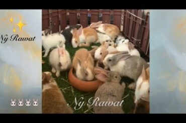 Cute rabbits 🐰 Raising and feeding rabbits video 2020🐰🐰