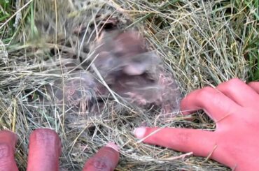 Baby bunnies--Day 6 update