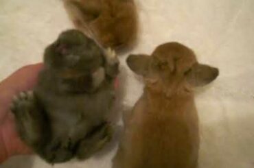 Perlie's Litter ~ 2 Weeks Old ~ Baby Holland Lop Bunnies