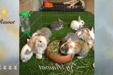 Funny rabbit video Raising rabbits at home and how to feed them Video rabbit 2020 🐰🐰