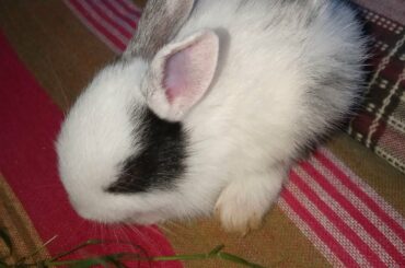 my new pet....🤩🤩🤩🤩 cute baby bunny .....rabbit🤗🤗🤗🤗