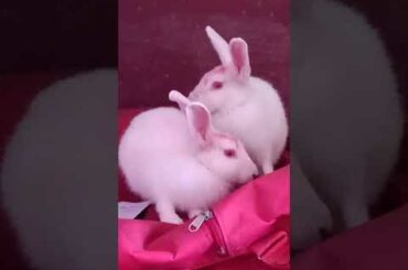 Cute baby rabbits