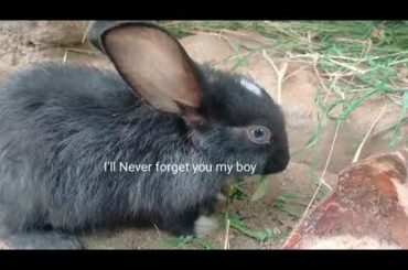 Last day of my Bunny.. Miss you my prince ❤️❤️
