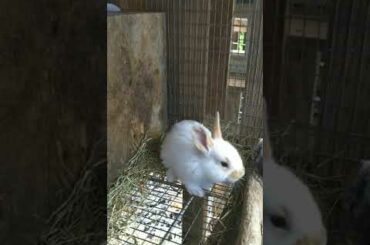 Baby bunny cleaning time!